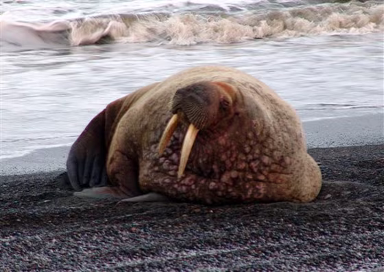 FILE - This Friday, Sept. 28, 2007 photo provided by the North Slope Borough shows a young male walrus resting on the beach in Barrow, Alaska. Lack of ice in the Chukchi Sea over the summer forced a large number of walruses to haul out on shore until ice reformed in October. Shell Oil two years ago spent $2.1 billion for leases in the Chukchi. Alaska Native groups and environmentalists are hoping a judge or the Obama administration will intervene. (AP Photo/North Slope Borough, Noe Texeira) ** NO SALES **